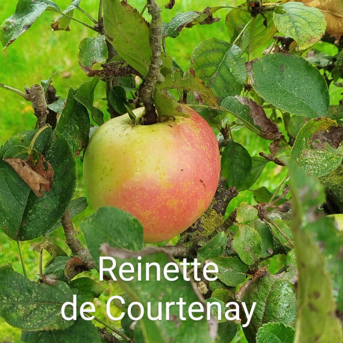 pommier reinette de Courtenay
